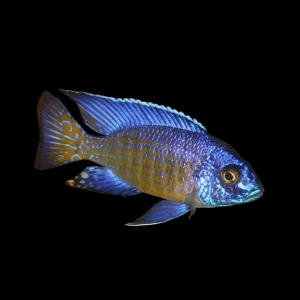 Aulonocara stuartgranti Mbenji 7-8 cm