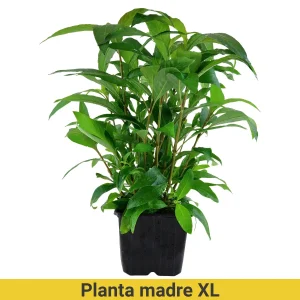 Hygrophila corymbosa Stricta XL Pot