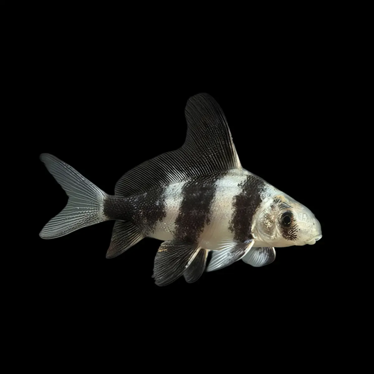 Tiburón Chino | Myxociprinus Asiaticus - Imagen 2