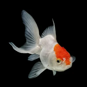 Oranda Boina Roja | Carassius auratus