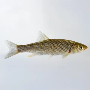 Orfre Azul 7 cm | Leuciscus idus