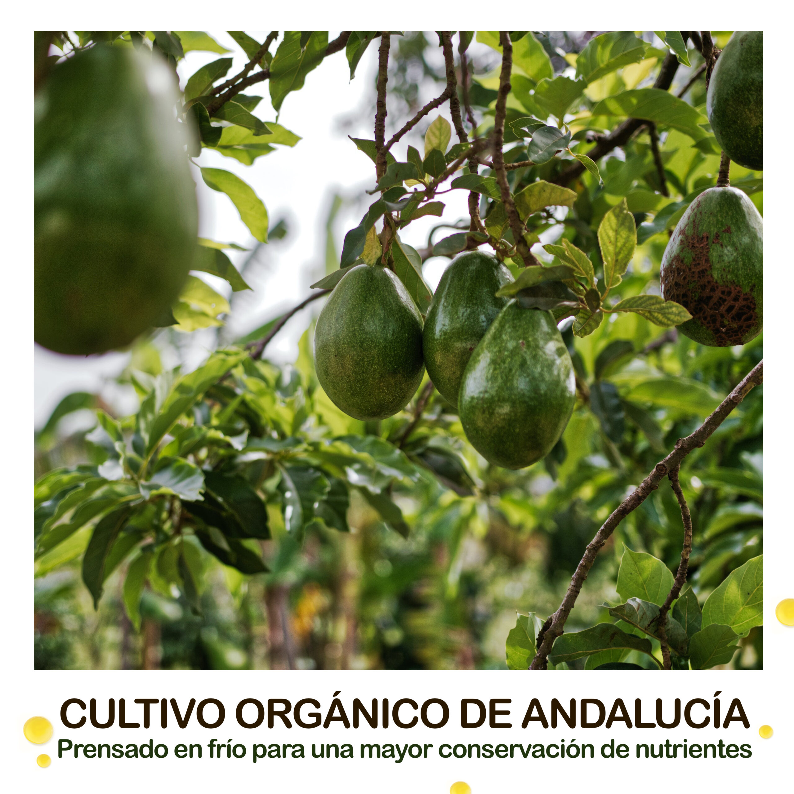 Aceite de Aguacate B.O.T - Imagen 7