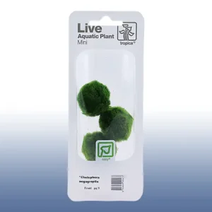 Aegagropila linnaei (Cladophora)