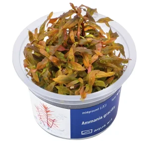 Ammania Senegalensis