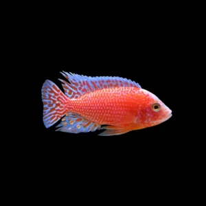 Aulonocara sp. Fire Fish | Aulonocara sp. Fire Fish 10 cm