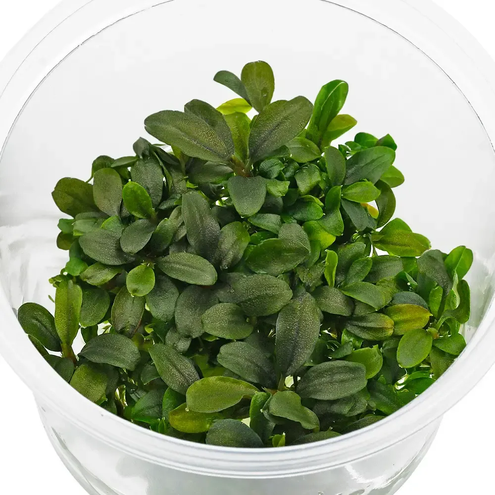 Bucephalandra Deep Purple - Imagen 2