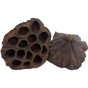 Cascara de loto – 1 ud