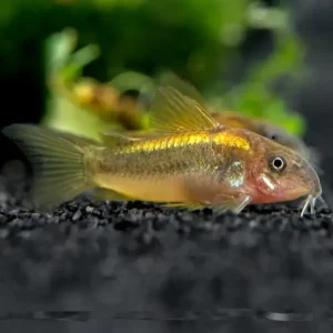 Corydora Peru Red Laser