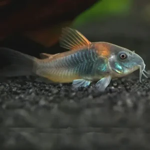 Corydora Aeneus Venezuela