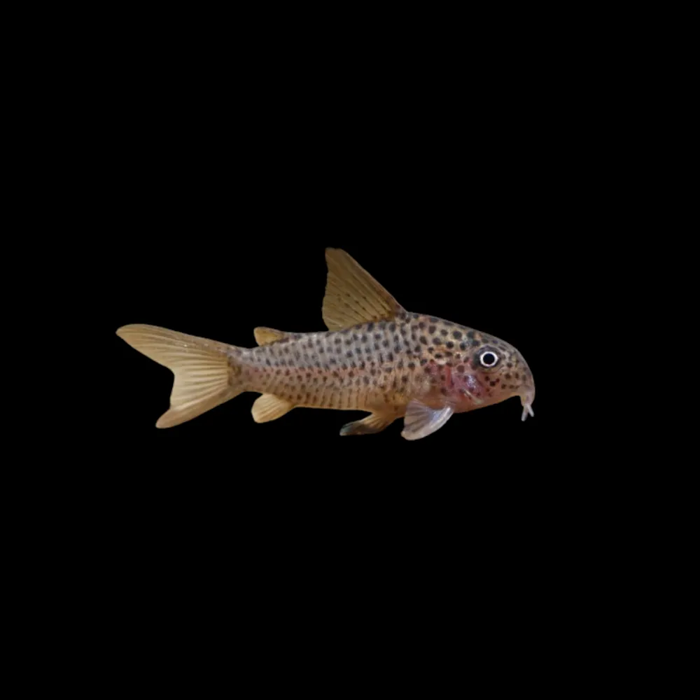 Corydora Punctatus Salvaje | Corydora punctatus ~