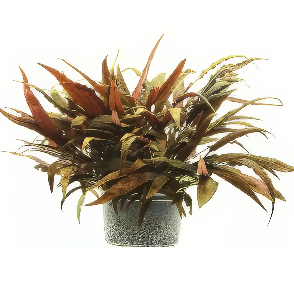 Cryptocoryne Affinis