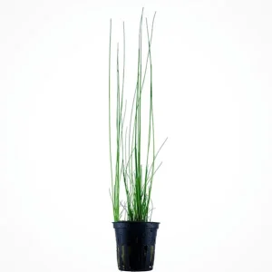 Eleocharis Montevidensis