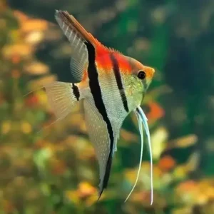 Pterophyllum Scalare Manacapuru