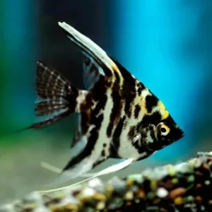 Escalar Mármol | Pterophyllum scalare ~