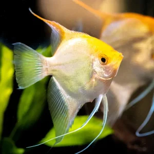 Escalar Oro | Pterophyllum scalare ~