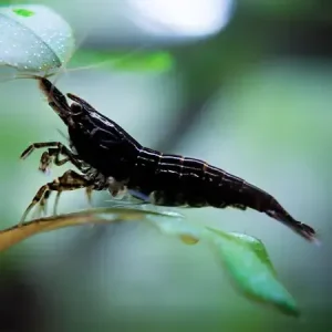 Neocaridina Black Sakura 5 ud Lote