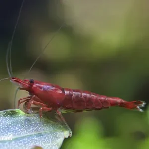 Neocaridina Bloody Mary