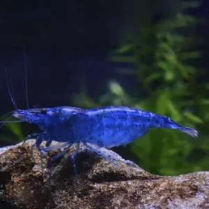 Neocaridina Blue Velvet 5 ud Lote
