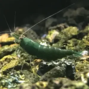 Neocaridina Green Jade 5 ud Lote