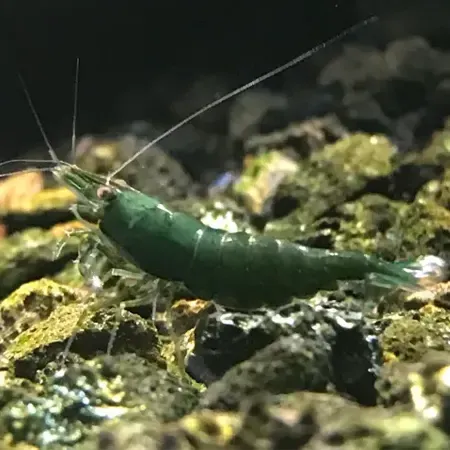Neocaridina Green Jade 5 ud Lote