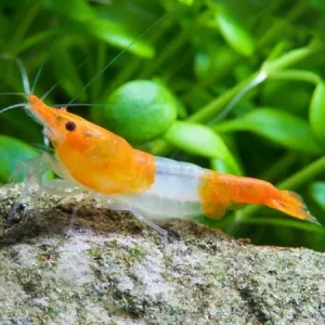 Neocaridina Orange Rili