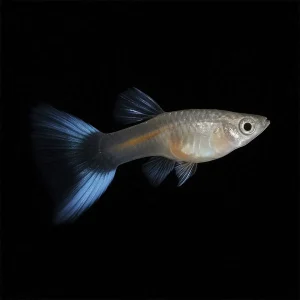 Guppy Macho Doble Espada Azul | Lesbistes Reticulatus