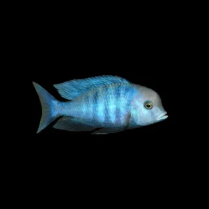 Delfín Azul 5 cm | Haplochromis moorii