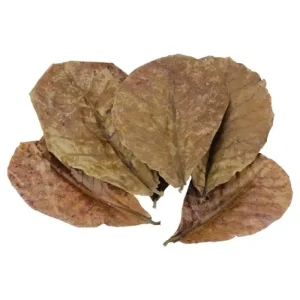 Hoja de Ficus Religiosa – Pack 10