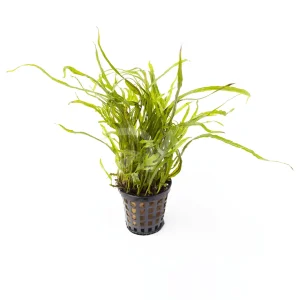 Microsorum SP Trident