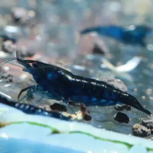 Neocaridina Blue Diamond 5 ud Lote