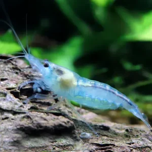 Neocaridina Blue Jelly