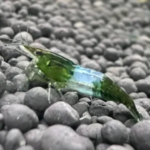 Neocaridina Green Jade Rili 5 ud Lote