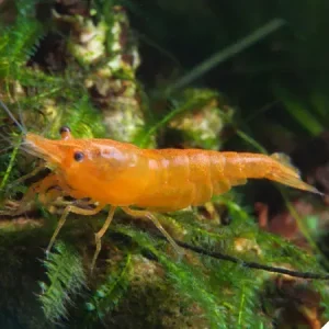 Neocaridina Orange Sakura 5 ud Lote