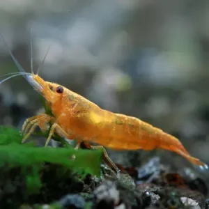 Neocaridina Orange Sunkist 5 ud Lote