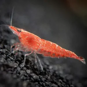 Neocaridina Red Cherry 5 ud Lote