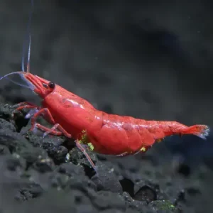 Neocaridina Red Fire Painted 5 ud Lote