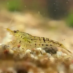 Neocaridina Salvaje (Wild) 5 ud Lote