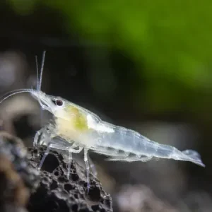 Neocaridina Snowball (White Pearl)