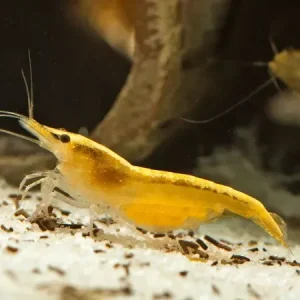 Neocaridina Yellow Fire 5 ud Lote