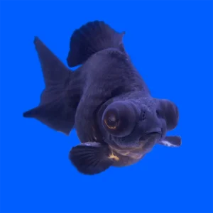 Oranda Telescopio Negro  | Carassius auratus