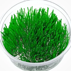 Peacock Moss | taxiphyllum sp