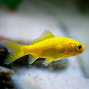 Carpa cometa amarillo | Carassius auratus