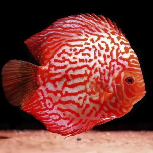 Pez Disco Stardust Red Snakeskin Premium 7 cm