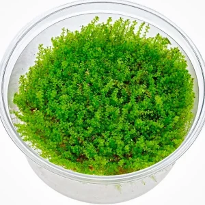 Plagiomnium Cf Affine