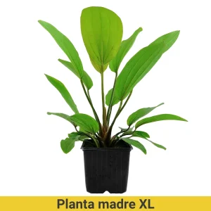 Echinodorus Rosé XL Pot