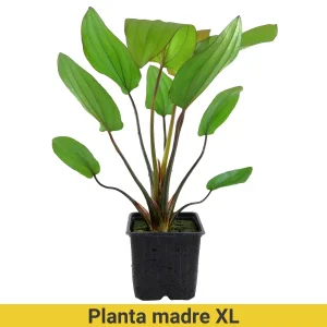 Echinodorus X Barthii XL Pot