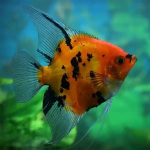 Pterophyllum Scalare Full Orange Koi