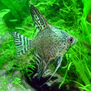 Pterophyllum Scalare Leopardo Humo Verde