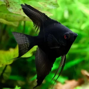 Pterophyllum Scalare Negro Velvet