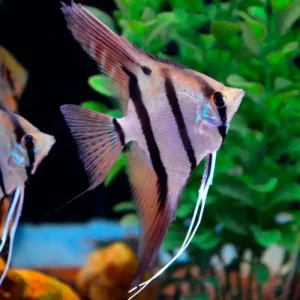 Pterophyllum Scalare Dantum